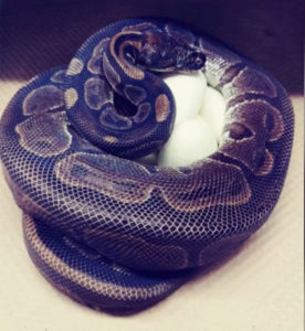 ball python lays eggs